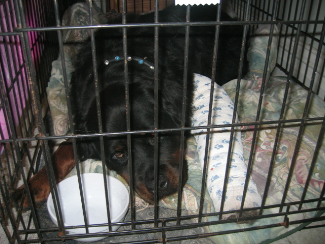 tramadol side effects in dogs side effects of tramadol in dogs ehow uk tramadol side effects in dogs side effects of tramadol in dogs ehow uk