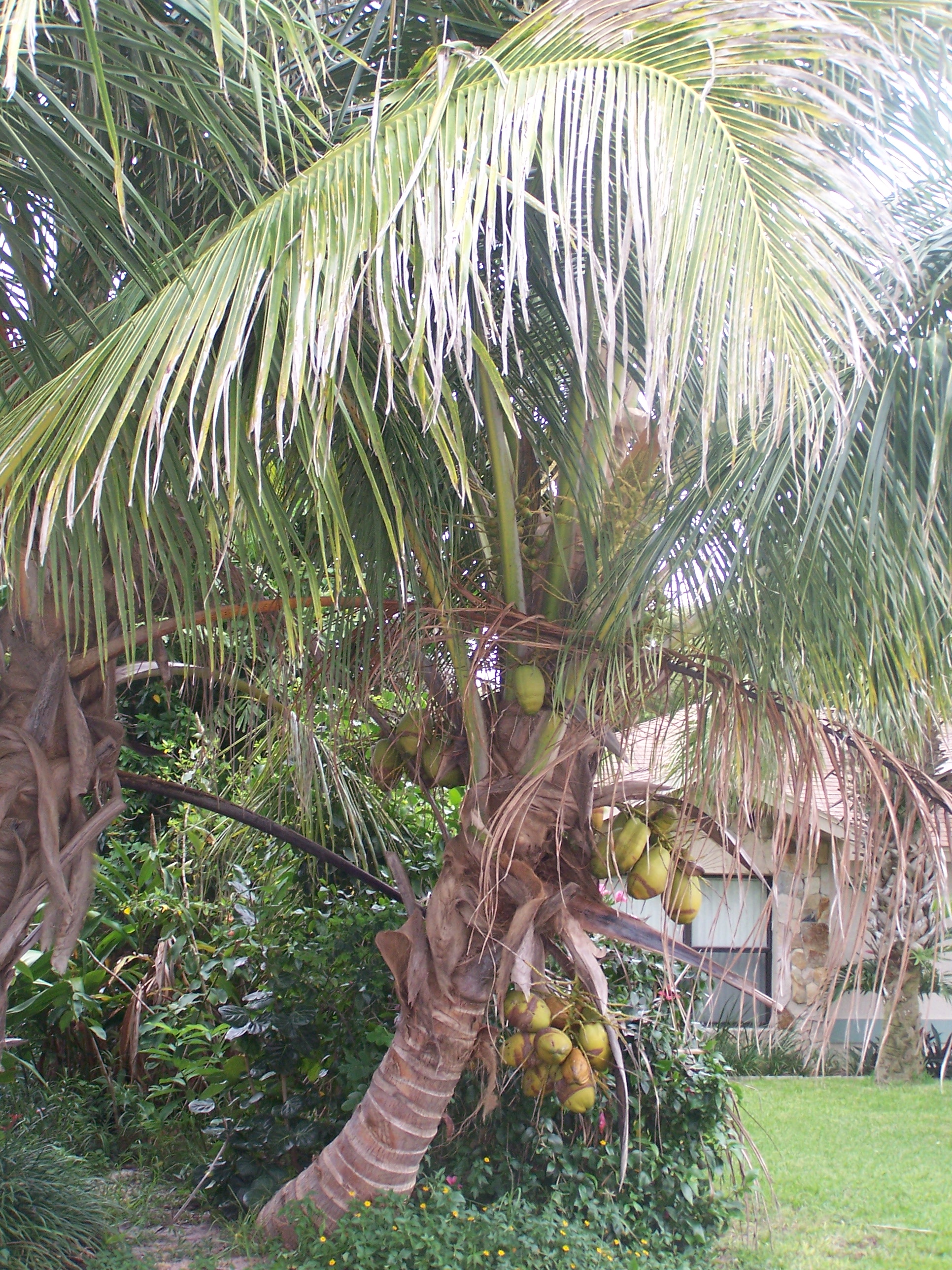 How to Care for Coconut Garden Guides