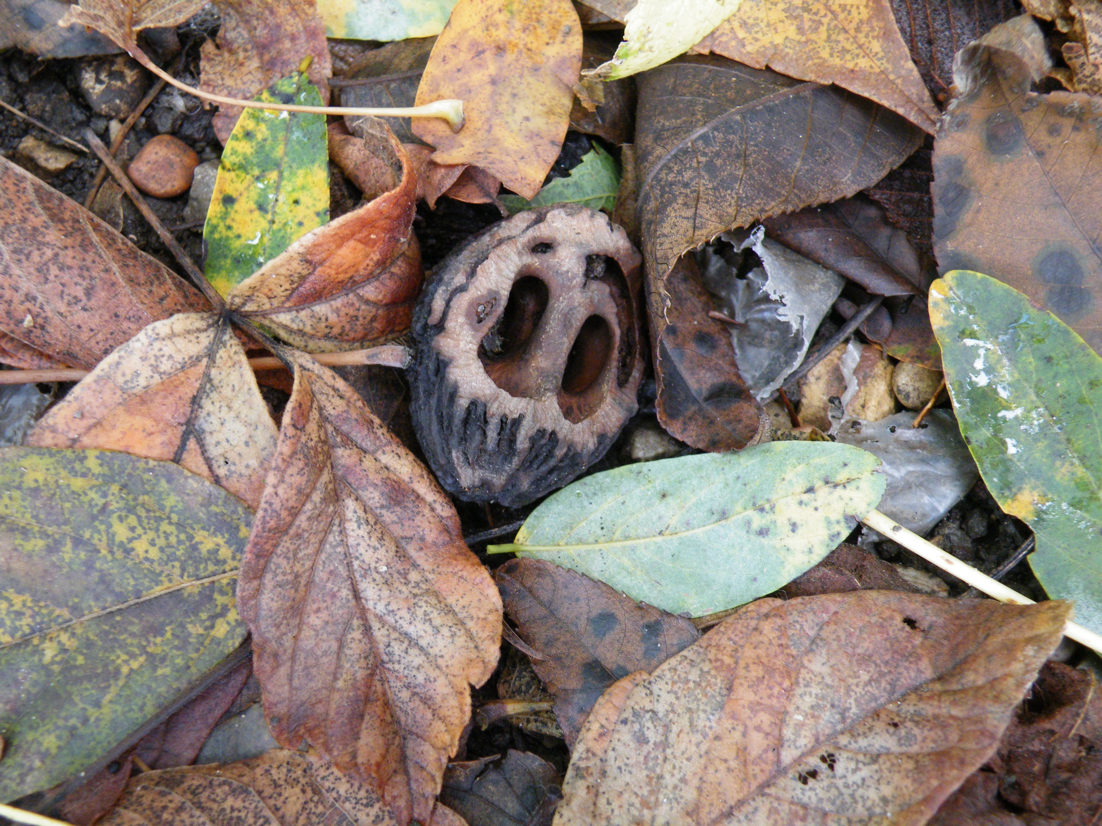 Facts About the Black Walnut Tree | Garden Guides