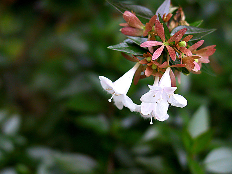 How to Prune Abelia Garden Guides
