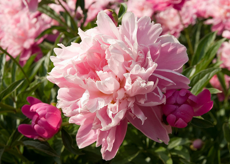 Should Dead Blooms Be Cut Off Peonies? Garden Guides